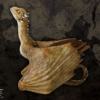 Viserion Baby Dragon